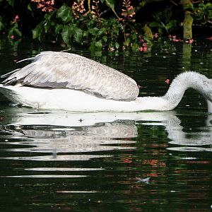 Dalmatian pelican (Pelecanus crispus), 2023-05-13