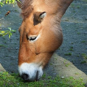 Przewalski's horse (Equus ferus przewalskii), 2023-05-13