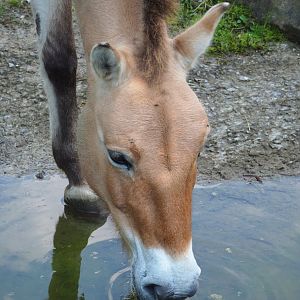 Przewalski's horse (Equus ferus przewalskii), 2023-05-13