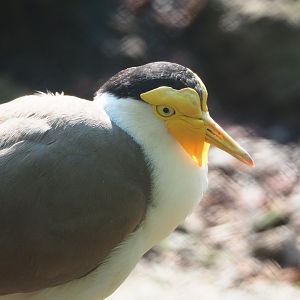 Masked lapwing (Vanellus miles), 2023-05-13