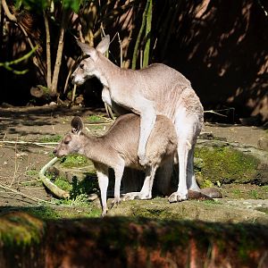 Eastern grey kangaroos (Macropus giganteus), 2023-05-13