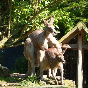 Eastern grey kangaroos (Macropus giganteus), 2023-05-13