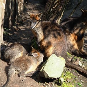Swamp wallabies (Wallabia bicolor), 2023-05-13