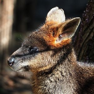 Swamp wallaby (Wallabia bicolor), 2023-05-13