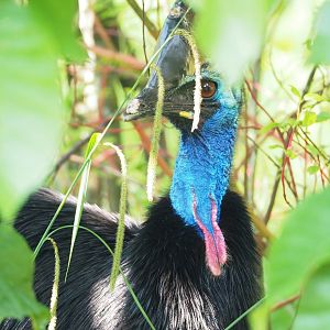 Double-wattled cassowary  (Casuarius casuarius), 2023-05-13