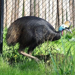 Double-wattled cassowary  (Casuarius casuarius), 2023-05-13