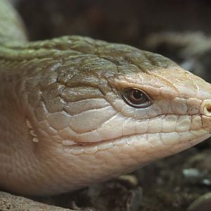 Eastern blue-tongued skink (Tiliqua scincoides scincoides), 2023-05-13