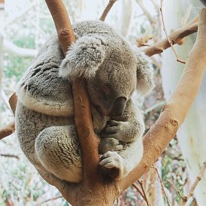 Koala (Phascolarctos cinereus), 2023-05-13
