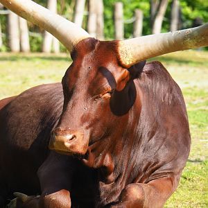 Ankole-Watusi cattle (Bos taurus indicus), 2023-05-13