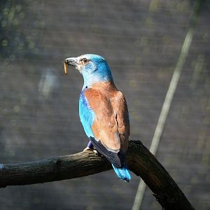European roller (Coracias garrulus), 2023-05-13