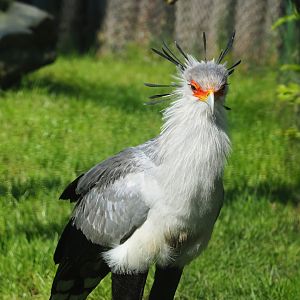 Secretary bird (Sagittarius serpentarius), 2023-05-13