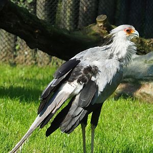 Secretary bird (Sagittarius serpentarius), 2023-05-13