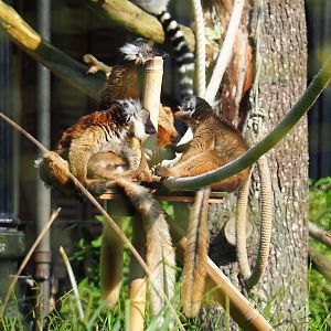 Black lemurs (Eulemur macaco), 2023-05-13