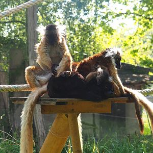 Black lemurs (Eulemur macaco), 2023-05-13