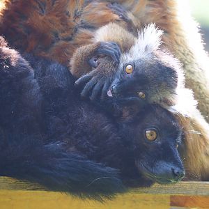 Black lemurs (Eulemur macaco), 2023-05-13