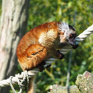 Black lemur (Eulemur macaco), 2023-05-13