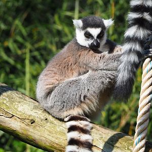 Ring-tailed lemur (Lemur catta), 2023-05-13