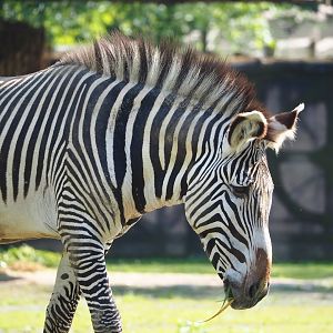 Grévy's zebra (Equus grevyi), 2023-05-13