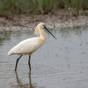 Eurasian Spoonbill (wild) UK