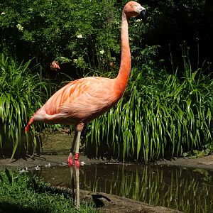 Chilean flamingo        21 May 2025
