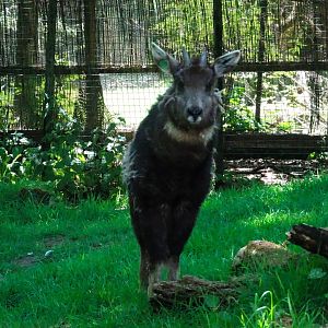 Chinese goral       21 May 2025