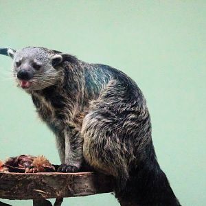 Binturong     21 May 2025