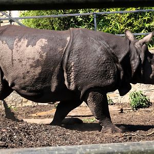 Greater one-horned rhinoceros     21 May 2025