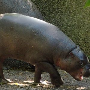 Pygmy hippo Haggis          21 May 2025
