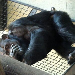 Chimpanzee      21 May 2025
