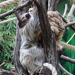 Linne’s two-toed sloth      21 May 2025