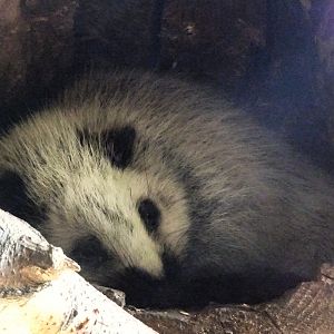 Giant cloud rat        21 May 2025