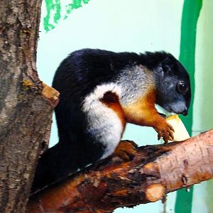 Prevost's squirrel 21 May 2025