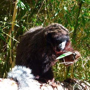 Coppery titi monkey       21 May 2025