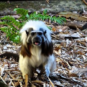 Cotton-top tamarin    21 May 2025