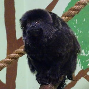 Goeldi's monkey   21 May 2025