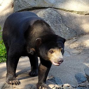 Malayan sun bear Babu   21 May 2025