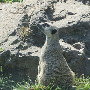 Fota Wildlife Park - Meerkat