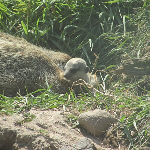 Fota Wildlife Park - Baby meerkat