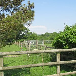 Fota Wildlife Park - "Off-display" oryx paddock