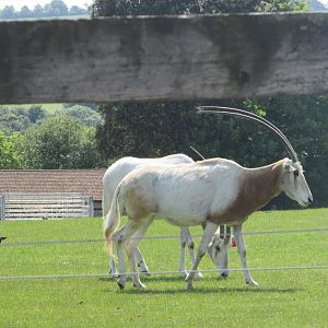 Fota Wildlife Park - Scimitar-horned oryx
