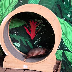 Armadillo on running wheel   21 May 2025