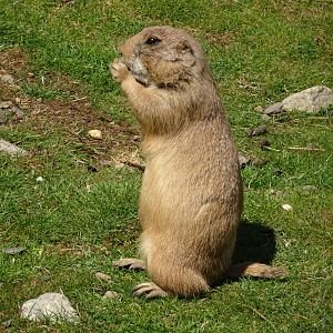 Black-tailed Prairie Dog     25 May 2025