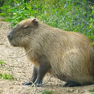 Capybara    25 May 2025