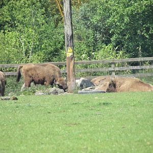 Fota Wildlife Park - Wisent