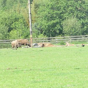 Fota Wildlife Park - Wisent (calves to the right)