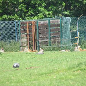 Fota Wildlife Park - Female lechwe