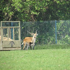Fota Wildlife Park - Male lechwe
