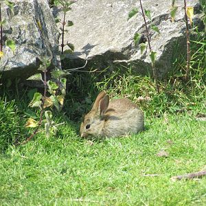 Wild European rabbit