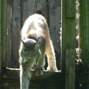Canadian Lynx - Jasper (?)   21 May 2025