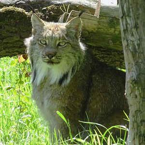 Canadian Lynx - Shadow (?)   21 May 2025